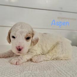 Aspen - Parti male Goldendoodle puppy in Stanford, Kentucky from Holloway Goldendoodles