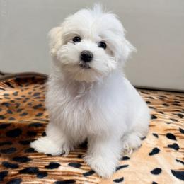 Maltese Puppies from Medhat Samuel