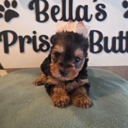 Lily - Black and gold female Yorkshire Terrier puppy in Clermont, Florida from Bella's Prissy Butts