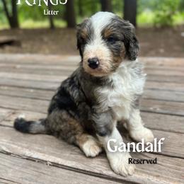 Gandalf - Blue merle male Bernedoodle puppy in Thatcher, New Mexico from Brush Fire Doodles