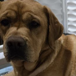 Labrador Retrievers from Ruby Rose Labradors