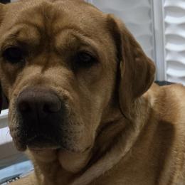 Labrador Retrievers from Ruby Rose Labradors