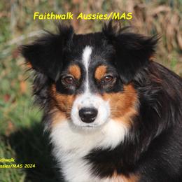 Lana - Miniature Australian Shepherd