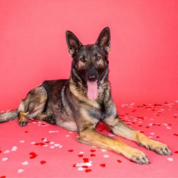Tikka - German Shepherd
