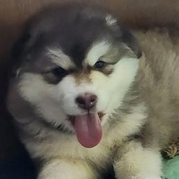 HEX,  red collar - Red and white female Alaskan Malamute puppy in Grayson County, Virginia from River Bend Malamutes