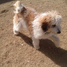 Mira - Saint Berdoodle