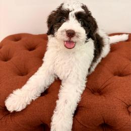 Jude - Brown and white male Aussiedoodle puppy in Allen, Texas from Calena’s Doodles