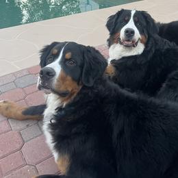 Bernese Mountain Dog All Grown Up from Copper Star Bernese Mountain Dogs