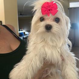 Elle May - Maltese