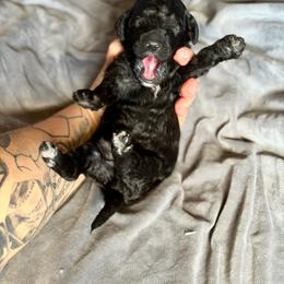 Charlie - Black male Goldendoodle puppy in Twin Falls, Idaho from Burrow & Bone