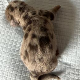 Boy 2 - Dapple male Dachshund puppy in Tonopah, Arizona from Brandie's Dachshunds