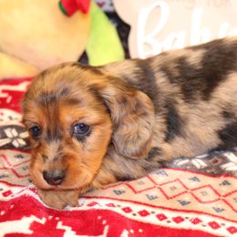 Dachshund Puppies from Kingpin Doxies