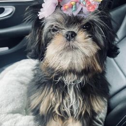 Denver - Black gold and white Shih Tzu puppy in Texas from Little Foot Paws 🐾