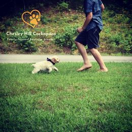 Cockapoo Puppies from Chesley Hill Cockapoos