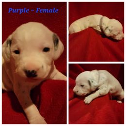 Dalmatian Puppies from Delaney's Dalmatians