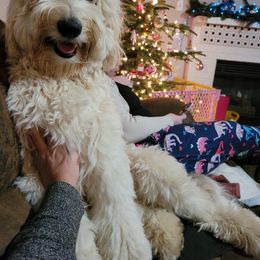 Goldendoodle All Grown Up from Doo a Little Doodle