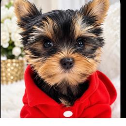 Armani - Black and tan male Yorkshire Terrier puppy in Seattle, Washington from 🎀 Yorkies Boutique Babydolls 🎀