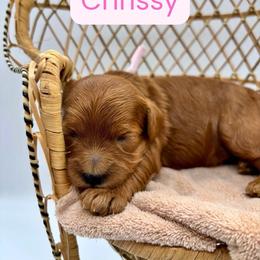 Chrissy - Red female Cavapoo puppy in Cedar City, Utah from Cedar Sprout Puppies