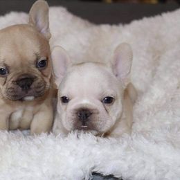 French Bulldogs from Frenchables