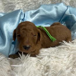 Green boy - Red  male Poodle puppy in Bowling Green, Kentucky from Ritzy Red Poodles