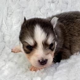 Billings - Blue male Pomsky puppy in Sheffield, Iowa from Clover Ridge Pomskies