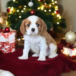 Frosty - Blenheim male Cavalier King Charles Spaniel puppy in San Jose, California from Alpine Breeze Cavaliers