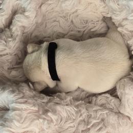 French Bulldog Puppies from Diamond Dreams French Bulldogs