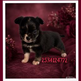 Binky - Black and white female Chihuahua puppy in Parkland, Washington from Chihuahuas