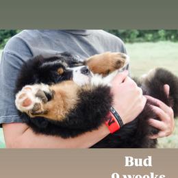 Bernese Mountain Dog Puppies from Swiss Berner Bears