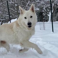 Berger Blanc Suisses from Swiss Legacy Kennels