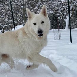 Berger Blanc Suisses from Swiss Legacy Kennels