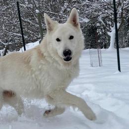Berger Blanc Suisses from Swiss Legacy Kennels