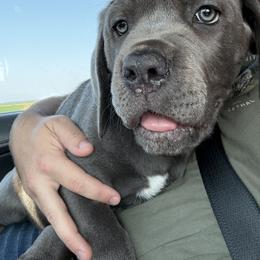 Cane Corso Puppies from Classic Jayx