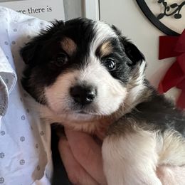 Miniature Australian Shepherd Puppies from Amberwood DD Aussies