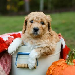 Goldendoodle Puppies from Ellie's Goldendoodles