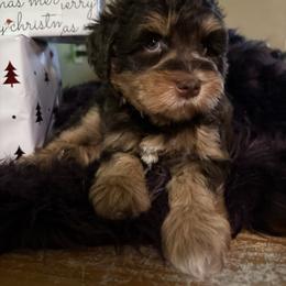 Girl 2 - Liver female Miniature Schnauzer puppy in Oviedo, Florida from Tamed by Emmy (Emariella’s Miniature Schnauzers)