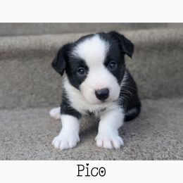 Pico - Black and white male Cardigan Welsh Corgi puppy in Garrett, Indiana from Chloe's Colorful Corgis