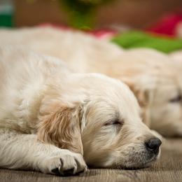 Golden Retriever Puppies from Golden Borealis