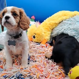 Luna - Blenheim female Cavalier King Charles Spaniel puppy in Longview, Texas from S. Mancha