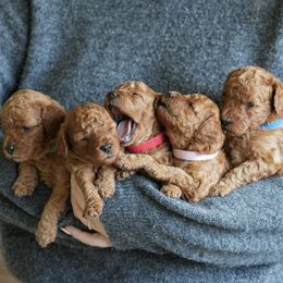 Poodle Puppies from bemi_toys