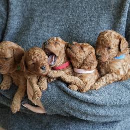 Poodle Puppies from bemi_toys