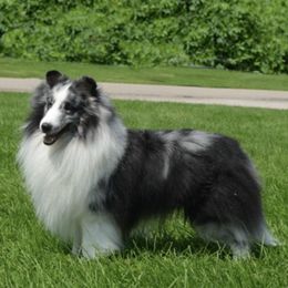 Shetland Sheepdogs from Alpenglo Shetland Sheepdogs