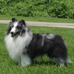 Shetland Sheepdogs from Alpenglo Shetland Sheepdogs