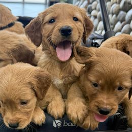 Girl 1 - female Golden Retriever puppy in Fort Worth, Texas from Fort Worth Goldens