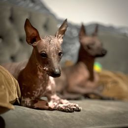 Naya - Black and white female Xoloitzcuintli puppy in Sunnyside, Washington from Xolos Jazmin