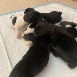 Akita Puppies from Gloe Akita's