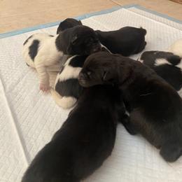 Akita Puppies from Gloe Akita's