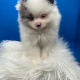 Poppie - Blue merle female Pomeranian puppy in Brentwood, California from Royalpawpoms