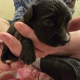 Ume - Black & white female Toy Australian Shepherd puppy in Arlington, Texas from CopperHead Aussies