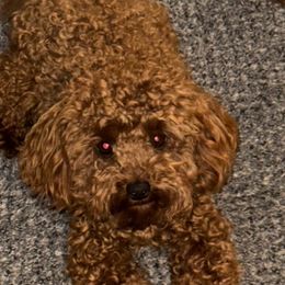 Tobi - Poodle